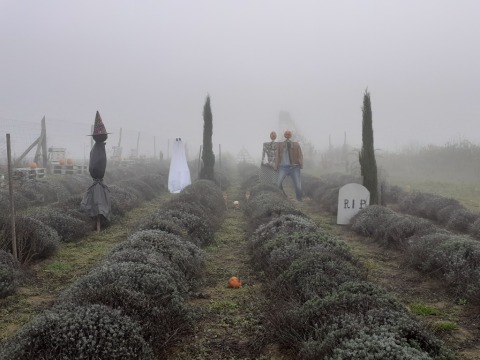 pic