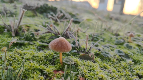 pic