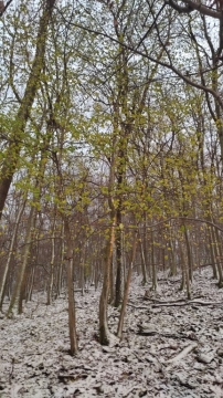 pic