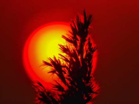 pic